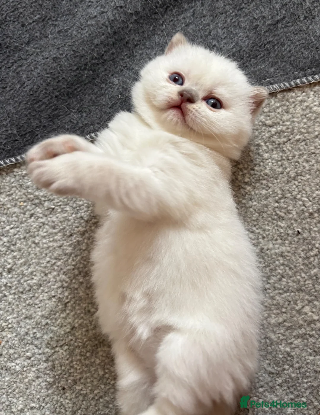 British Shorthair cats for sale: 🐾💙Beautifully Stunning GCCF BSH Kittens💙🐾 - Advert 40