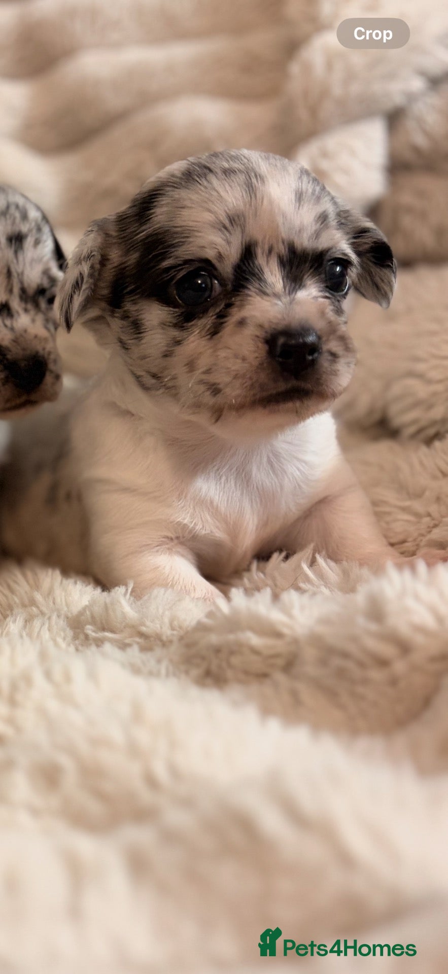 Chihuahua dogs 3 stunning tiny female merle chihuahuas - Advert 4