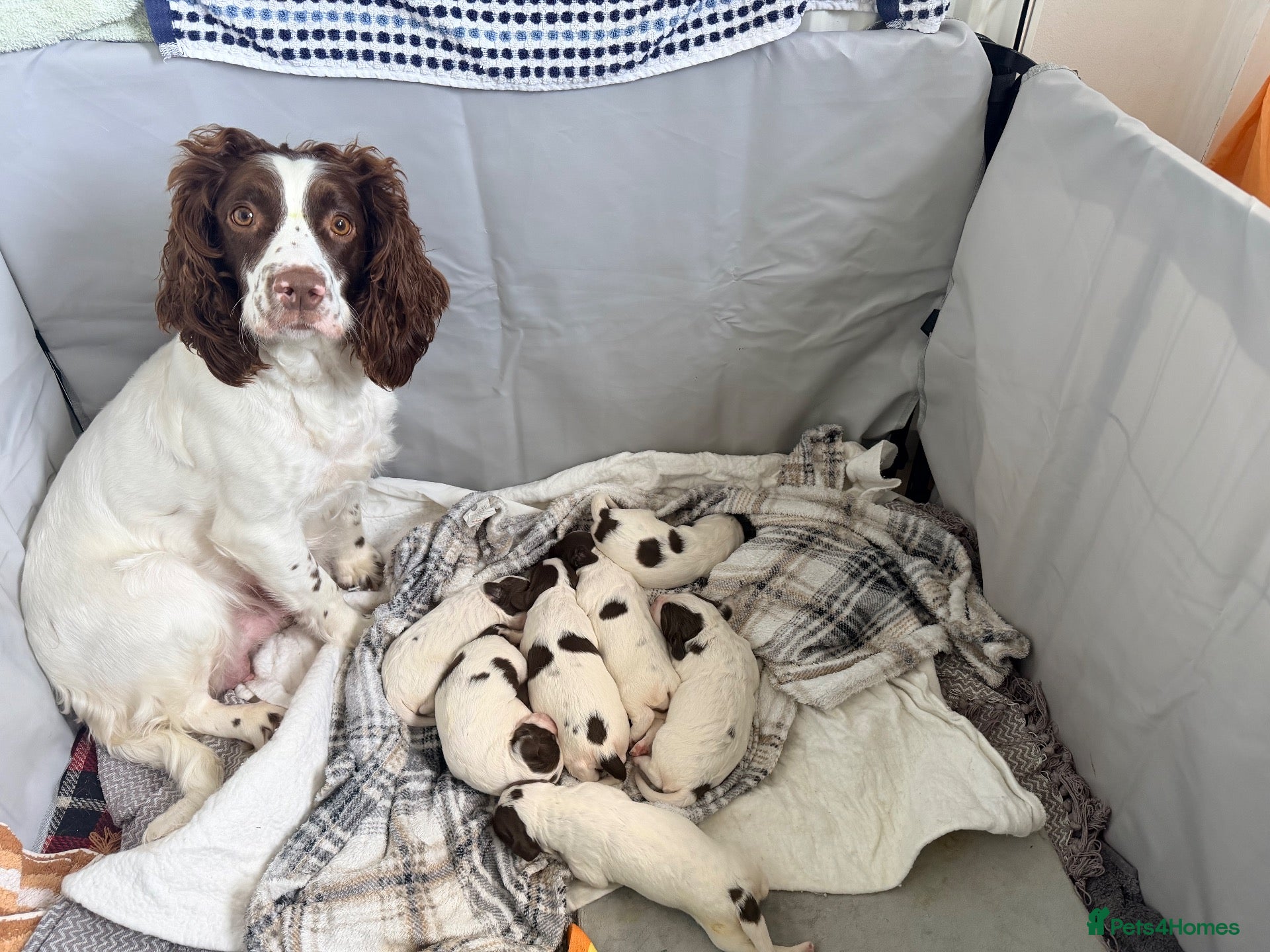 English Springer Spaniel dogs Liver and White Springer Spaniel Puppies  - Advert 2