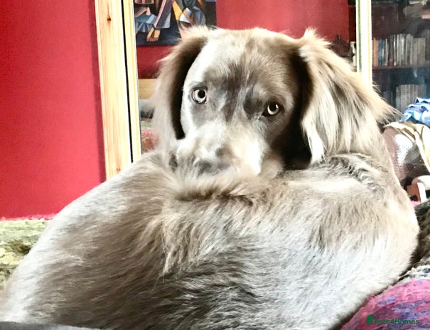 Weimaraner dogs in Turriff - Advert 1