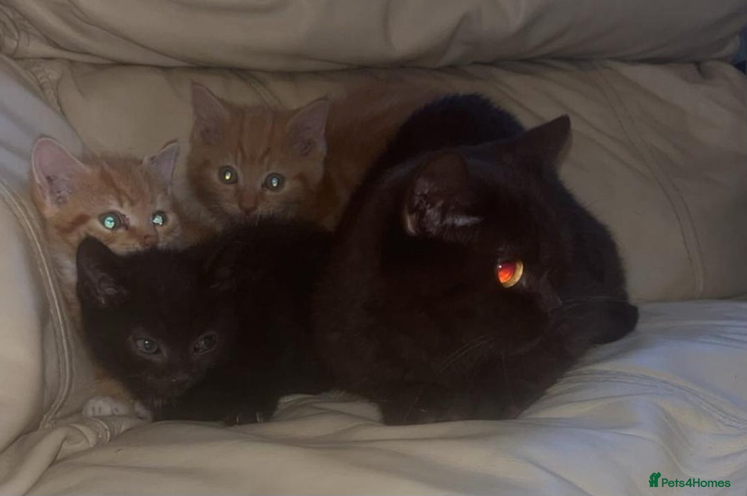 British Shorthair cats for sale: Georgous litter of British short-hair kittens - Image 4