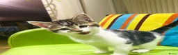 Mixed Breed cats for sale: Kittens for sale ,mixed breed, wonderful behaviour - Advert 23