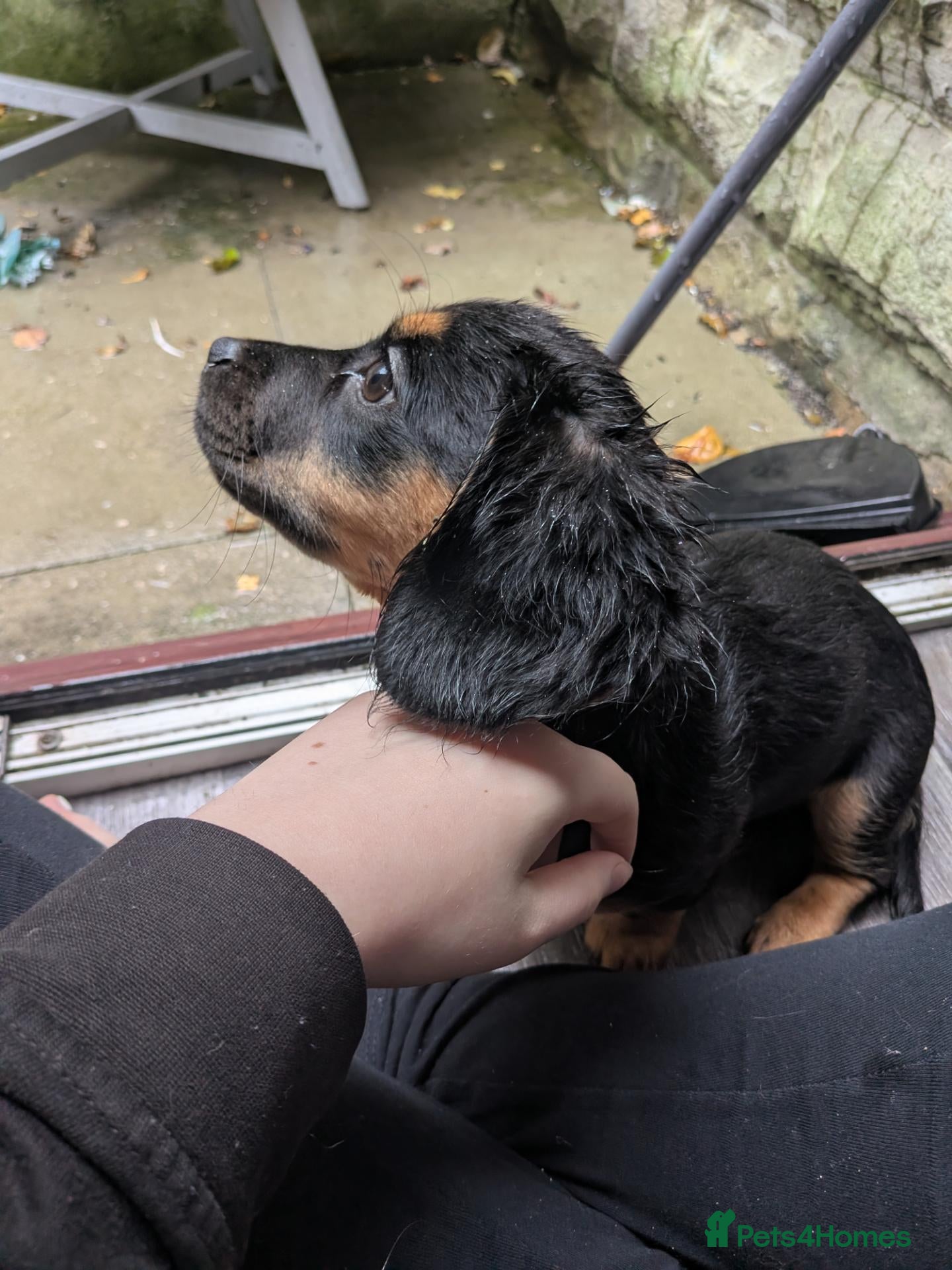 Dachshund dogs Dachshund intact female  - Advert 7