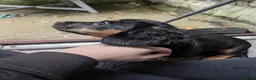 Dachshund dogs for sale: Dachshund intact female  in Bacup - Advert 1