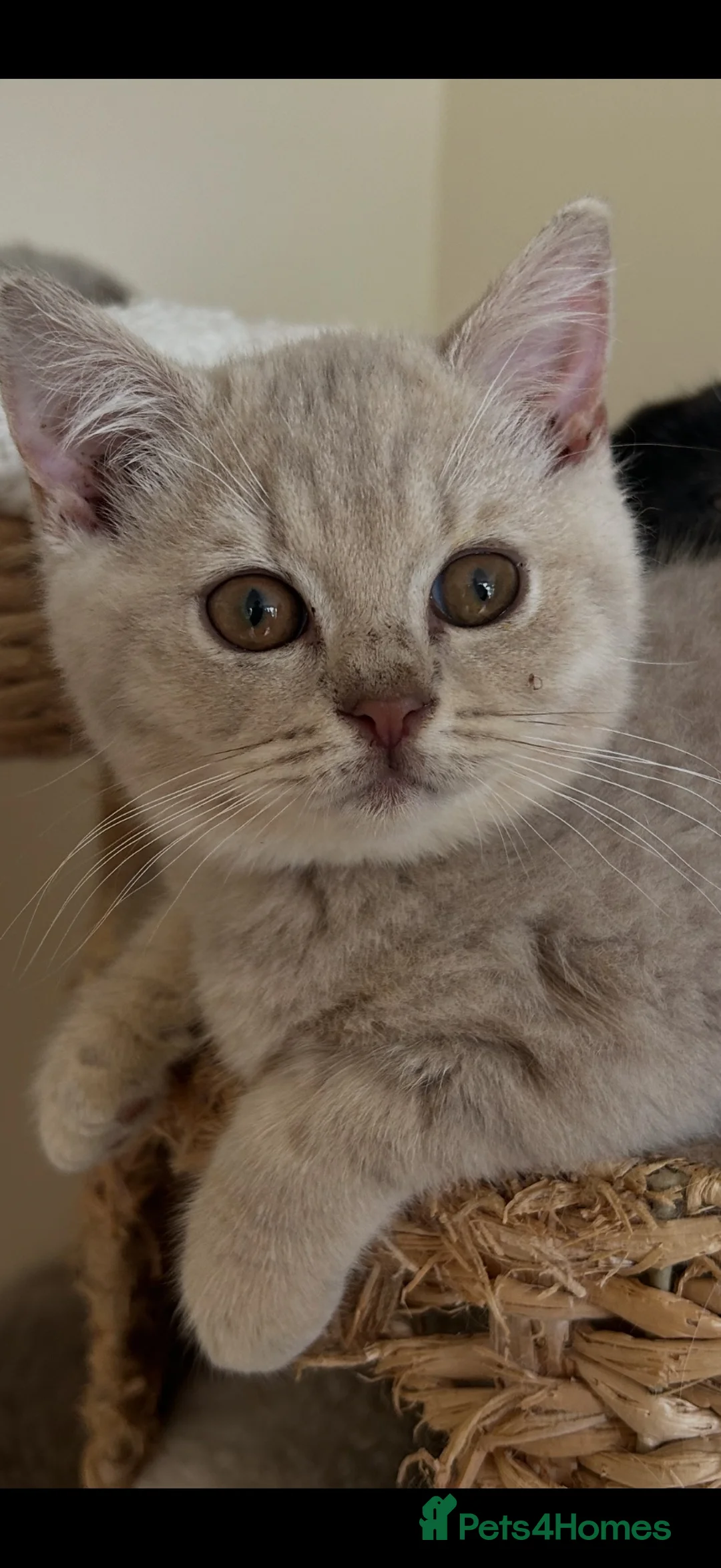 British Shorthair cats for sale: Blue & lilac kittens available  in Haywards Heath - Advert 2