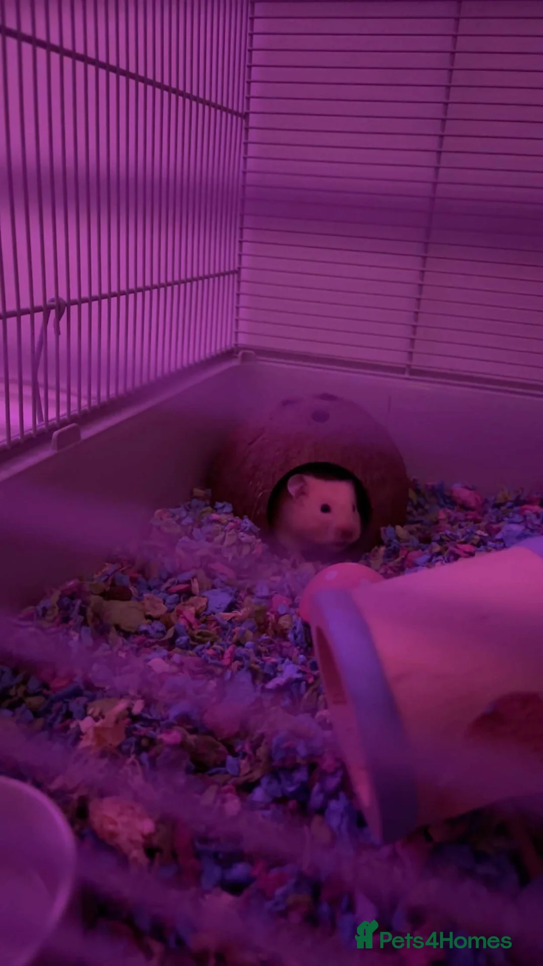 Hamster rodents for sale: Syrian male hamster in London - Advert 2