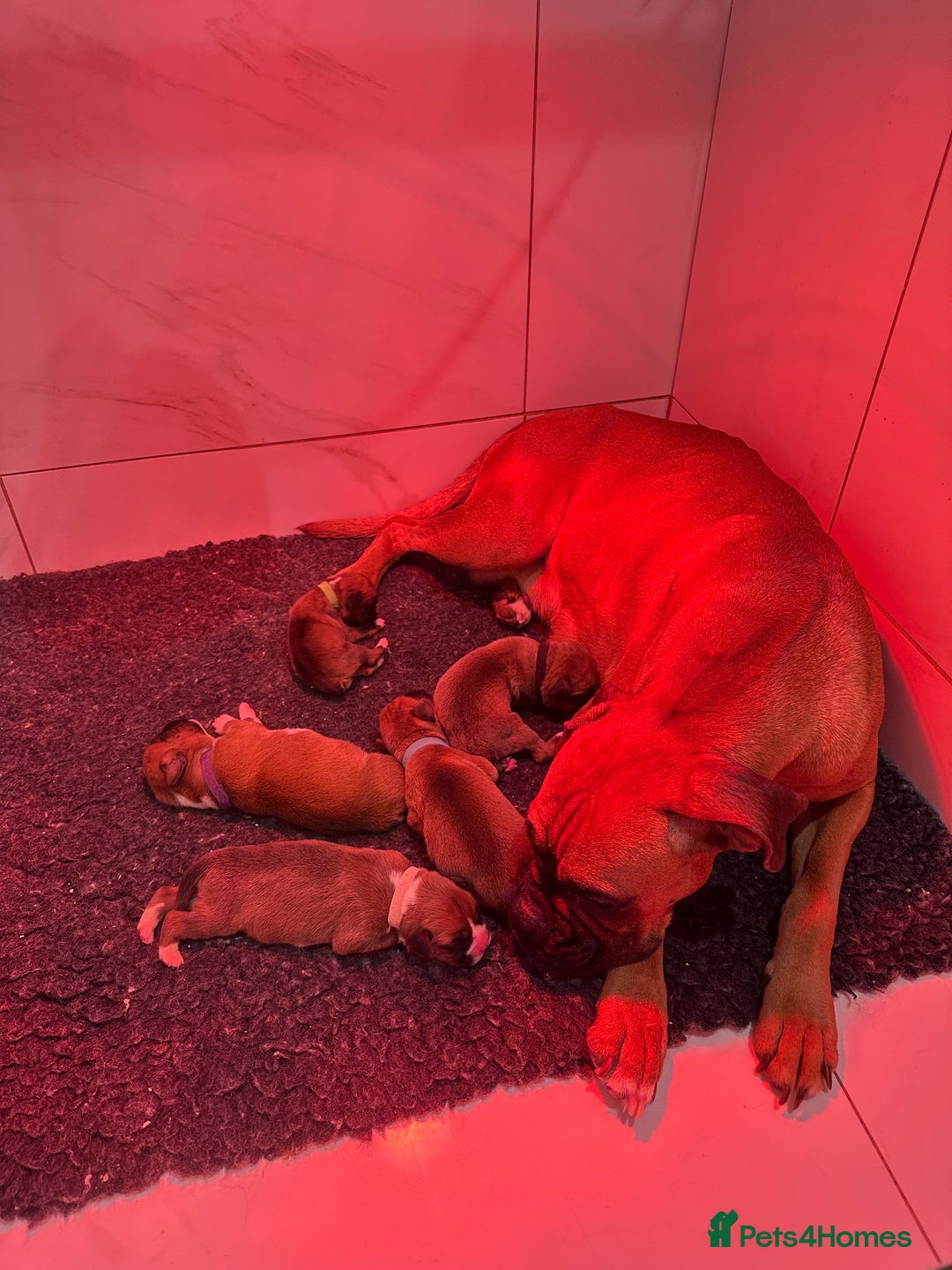 Boxer dogs for sale: Stunning Litter of 5 Boxer Puppies 🐶 - Advert 4