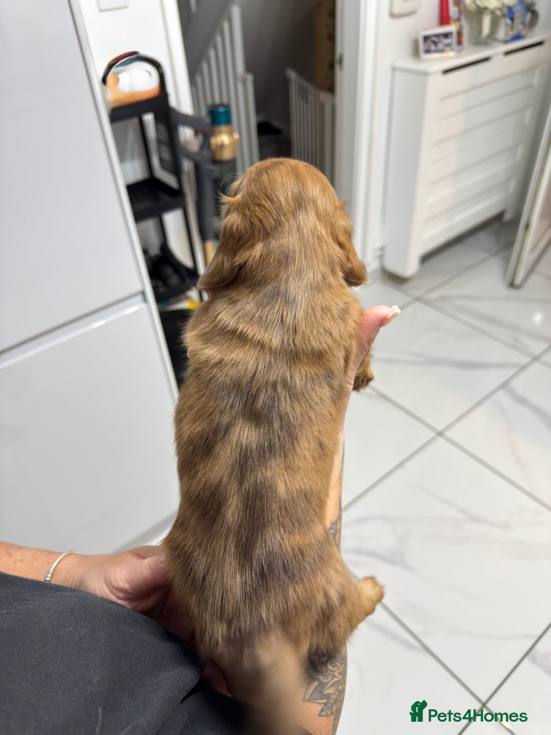 Miniature Dachshund dogs for sale: Beautiful Longhair miniature Dachshund - Image 5