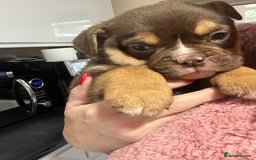 Mixed Breed dogs for sale: 3/4 English bulldog babies  - Image 12