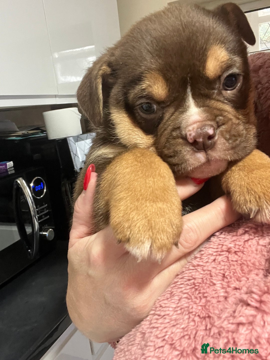 Mixed Breed dogs for sale: 3/4 English bulldog babies  - Image 12