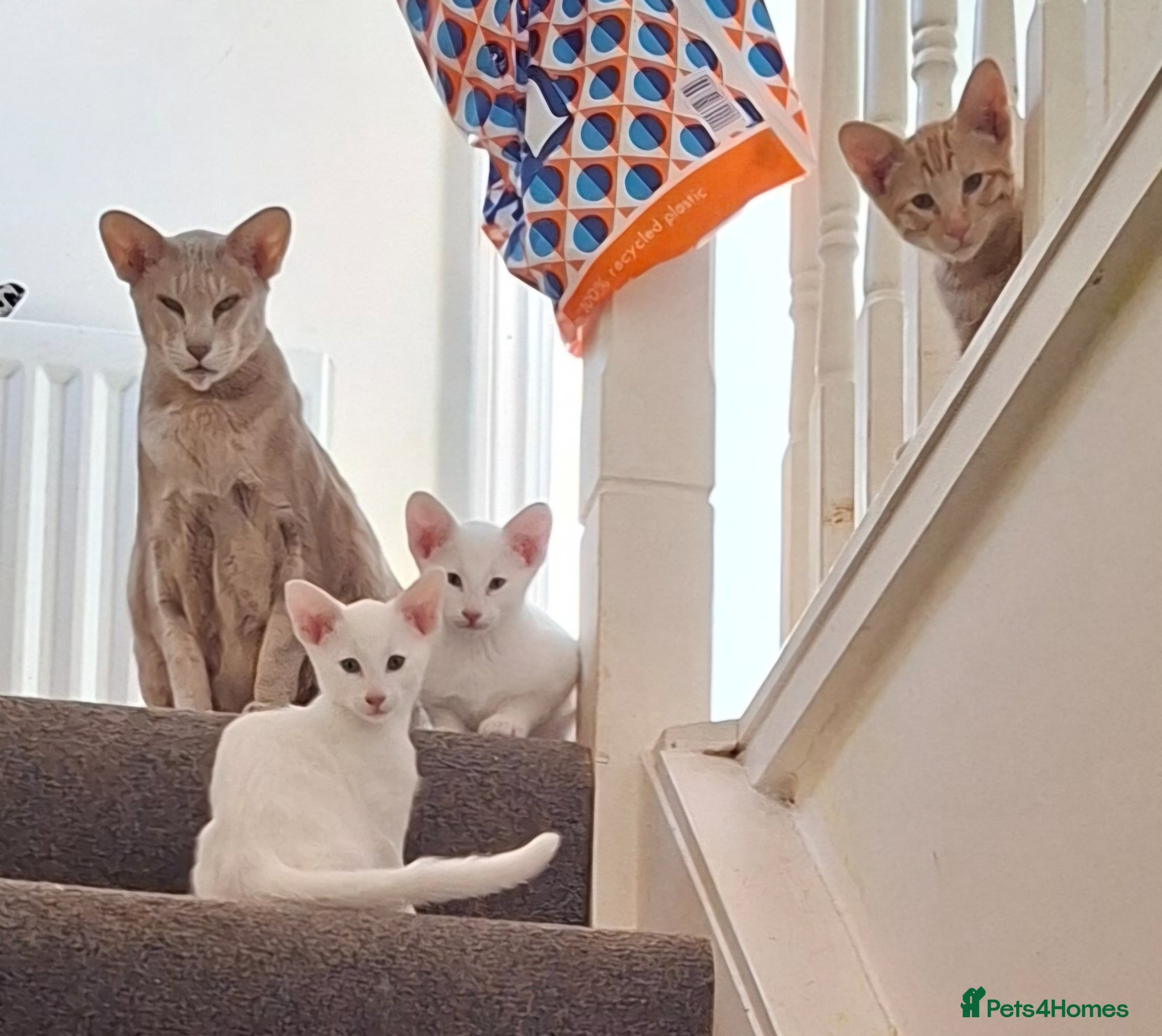 Oriental cats Gorgeous Oriental Cross Kittens - Advert 1