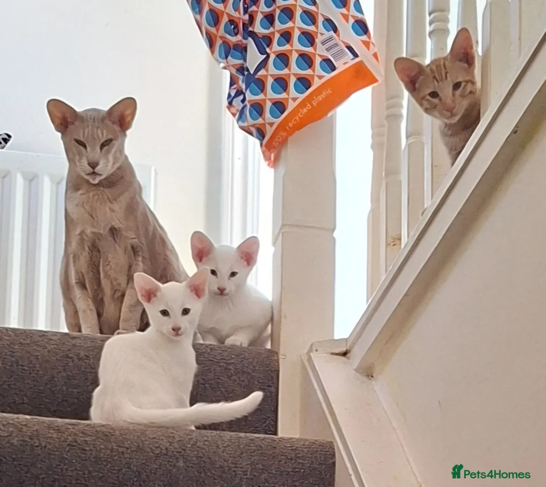 Oriental cats for sale: Gorgeous Oriental Cross Kittens - Advert 1