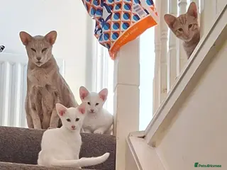 Oriental cats Gorgeous Oriental Cross Kittens - Advert 1