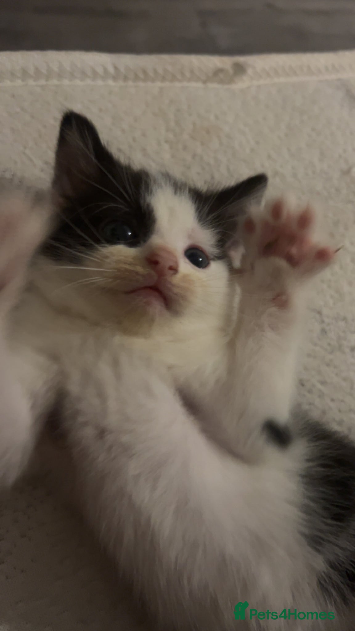 Mixed Breed cats black and white kittens  - Advert 4