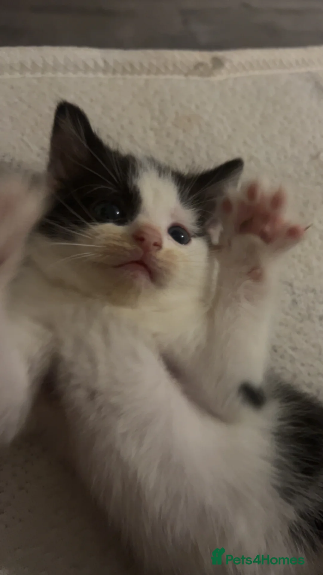 Mixed Breed cats for sale: black and white kittens  - Advert 1