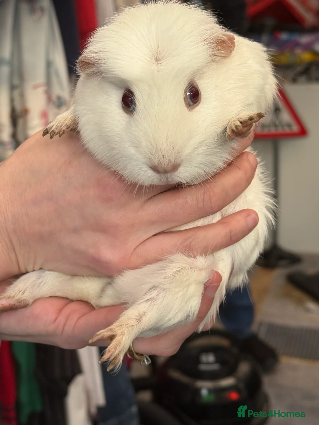 Guinea Pig rodents for sale: Beautiful girl piggies looking for loving home in Ringwood - Advert 1