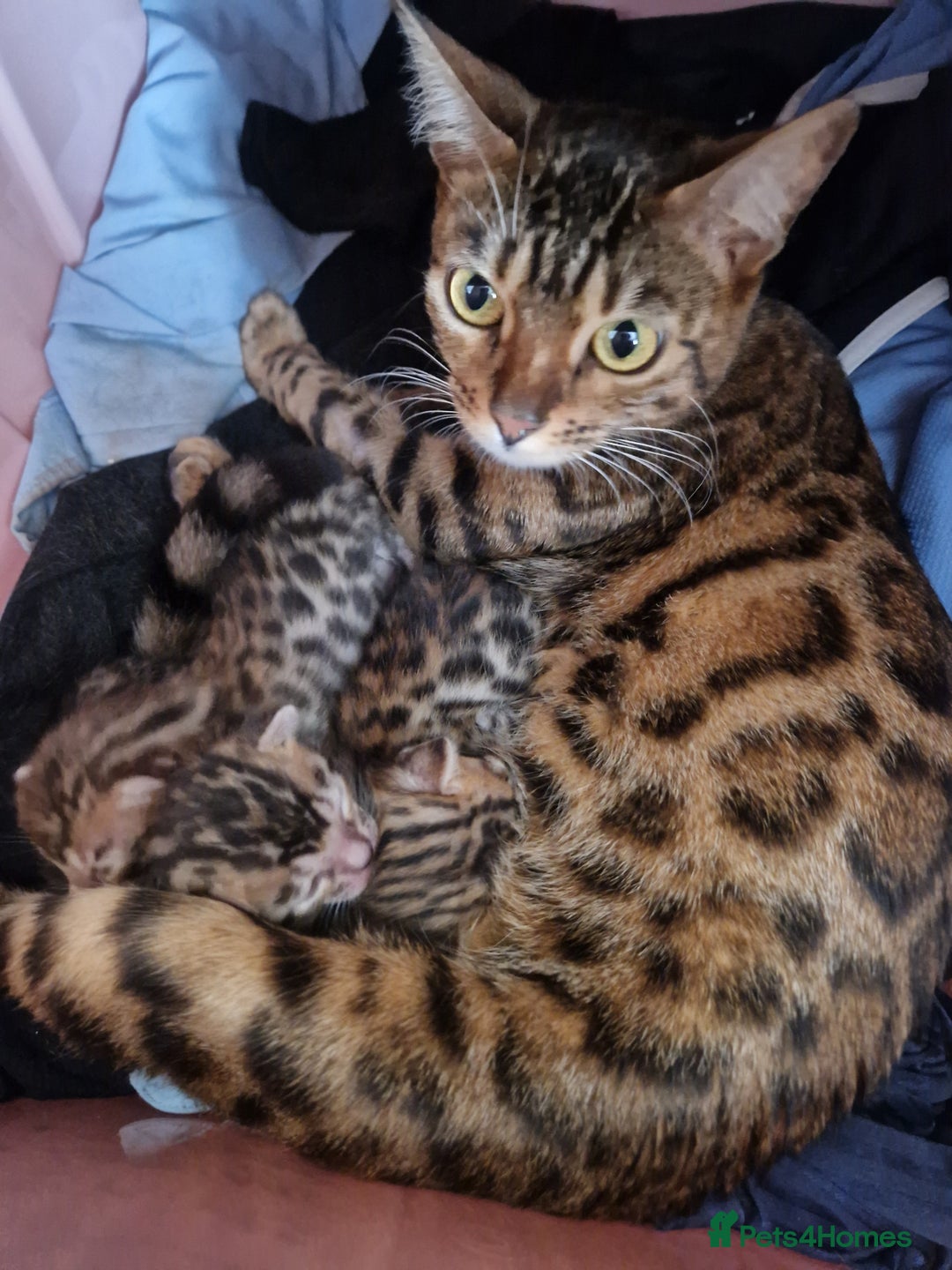 Bengal cats for sale: Pure Bred Male Bengal Kitten Available - Image 10