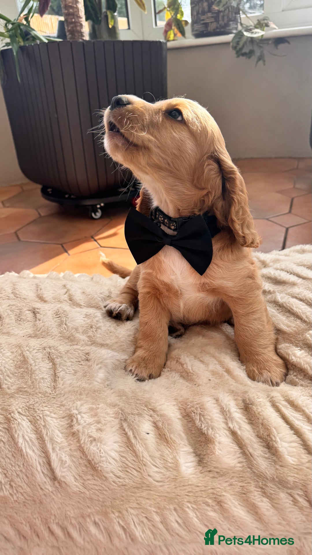 Cocker Spaniel dogs for sale: Cocker spaniel KC Registered,working type - Image 5