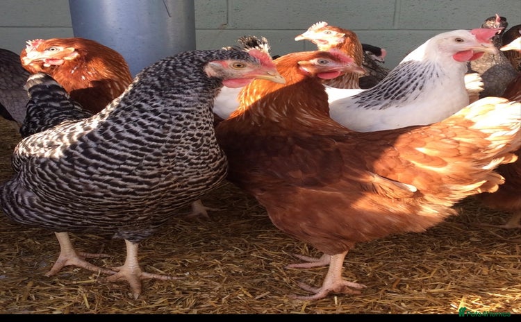 Chickens poultry - Advert 2
