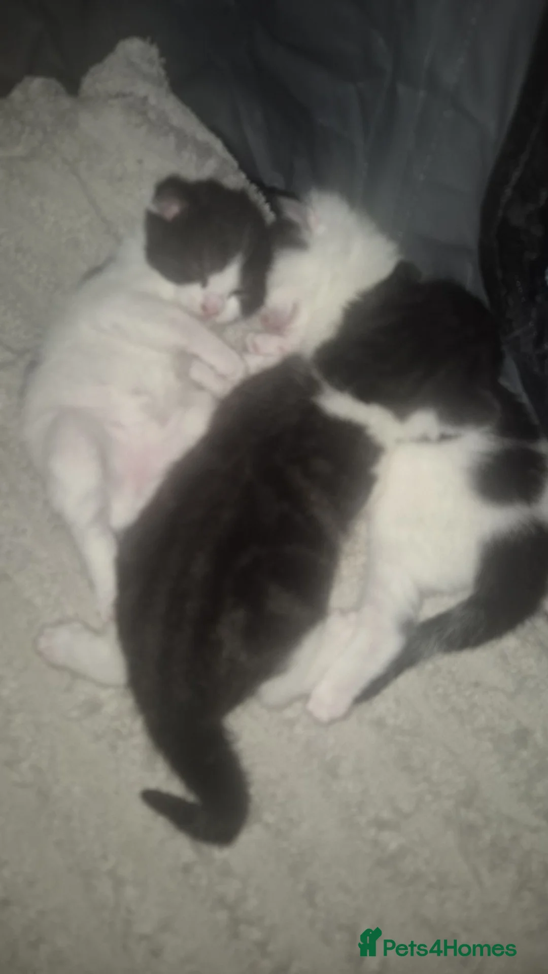 British Shorthair cats for sale: 3x British shorthair kittens.  in Dewsbury - Advert 8