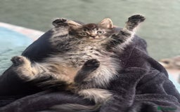 Mixed Breed cats for sale: Siamese/bsh domestic cross kittens  - Image 1