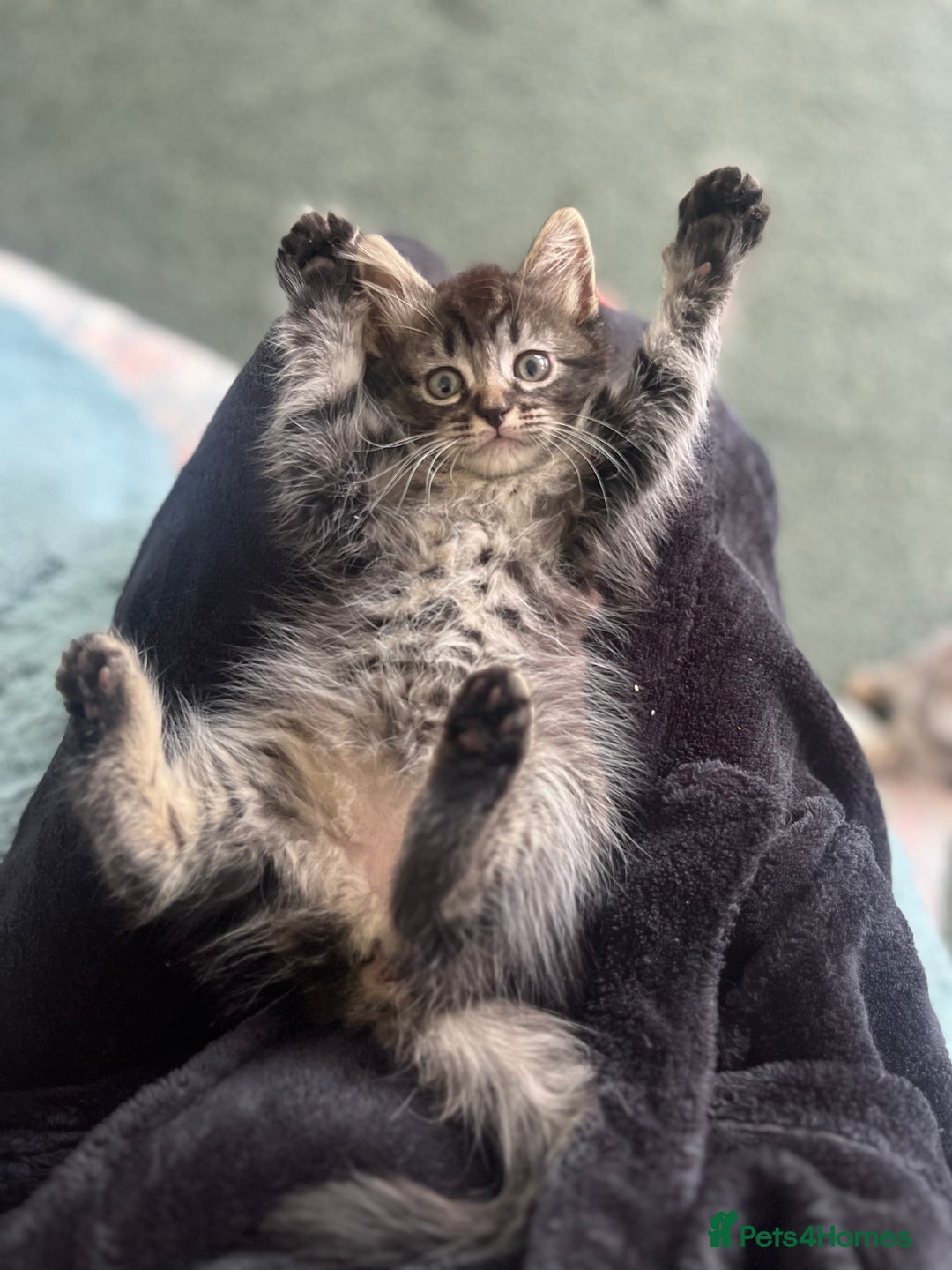 Mixed Breed cats for sale: Siamese/bsh domestic cross kittens  - Image 1
