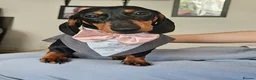Miniature Dachshund dogs for sale: Little Man - Advert 4
