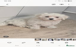 Maltese dogs for sale: Adorable maltese 3boys and 3 girls - Image 1