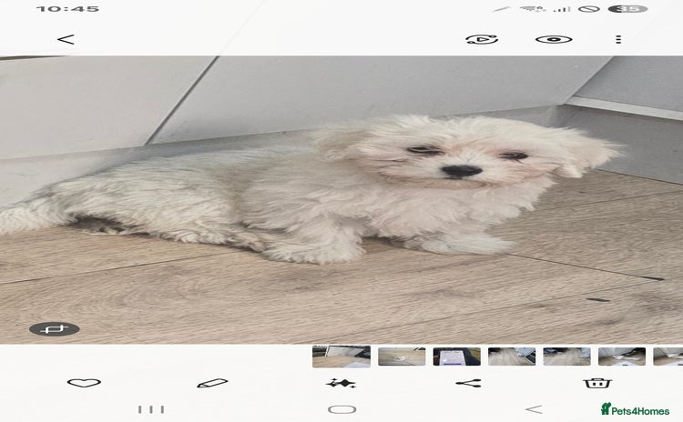 Maltese dogs - Advert 9