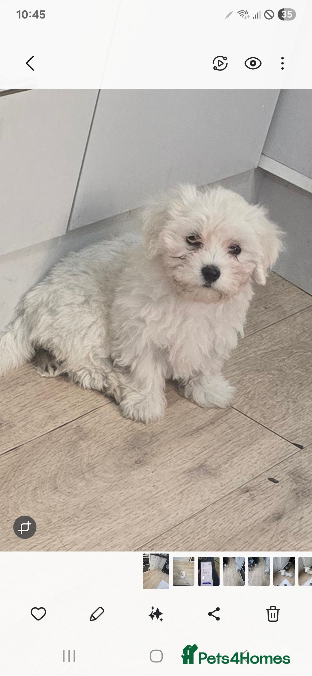 Maltese dogs for sale: Adorable maltese 3boys and 3 girls - Image 1