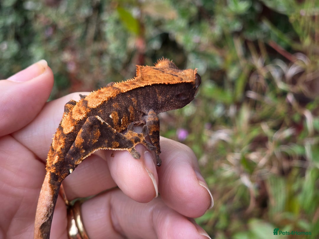 Gecko reptiles for sale: Crested geckos  - Image 13