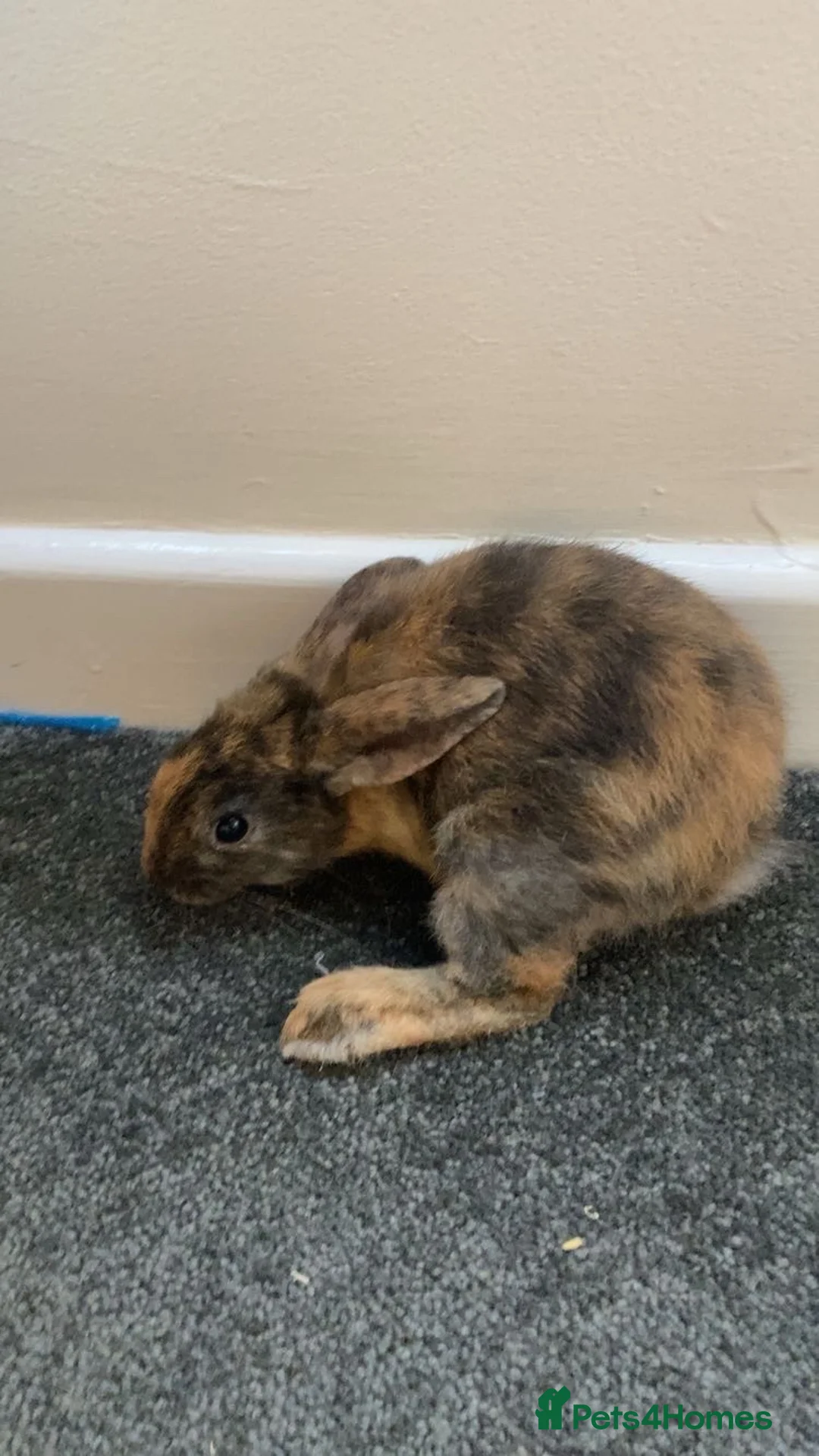 Mixed Breed rabbits for sale: 2 Female Bunnies - Advert 2