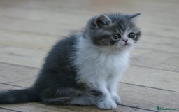 Exotic cats for sale: Beautiful Exotic Pedigree Kittens - Image 12