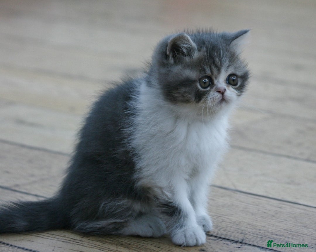 Exotic cats for sale: Beautiful Exotic Pedigree Kittens - Image 12