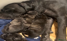 Cane Corso dogs for sale: Champion bloodline cane corso puppys - Image 8