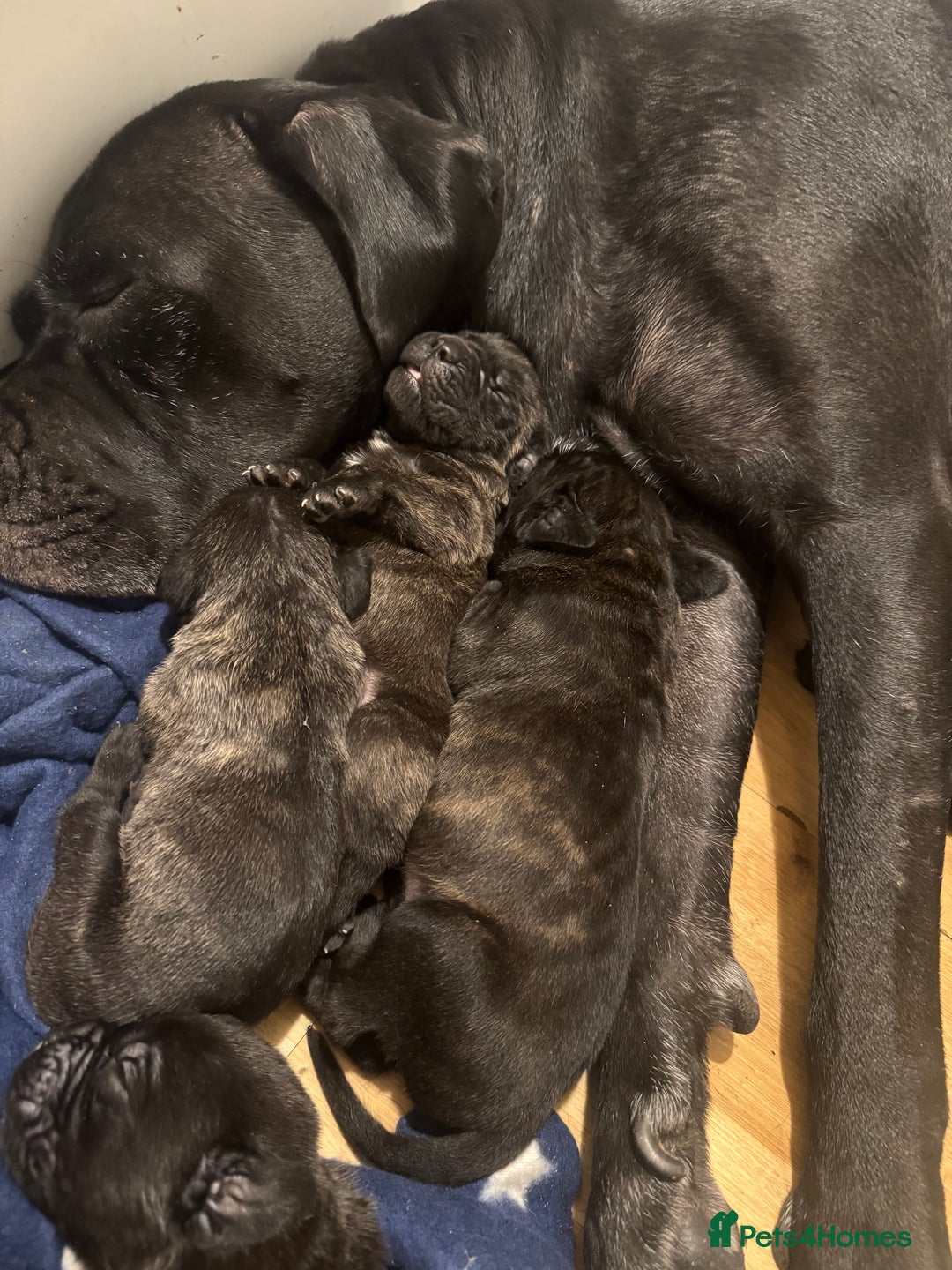 Cane Corso dogs for sale: Champion bloodline cane corso puppys - Image 8