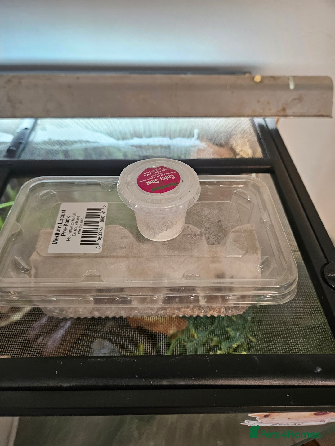 Gecko reptiles for sale: Crested Gecko + Vivarium Full set up  - Image 14