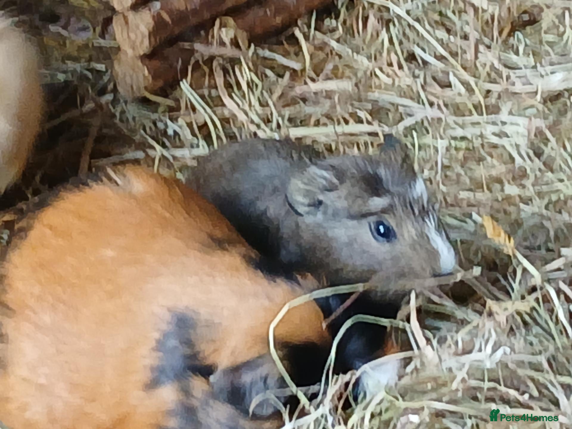 Guinea Pig rodents Baby boy Guinea Pigs for sale (REDUCED) - Advert 2