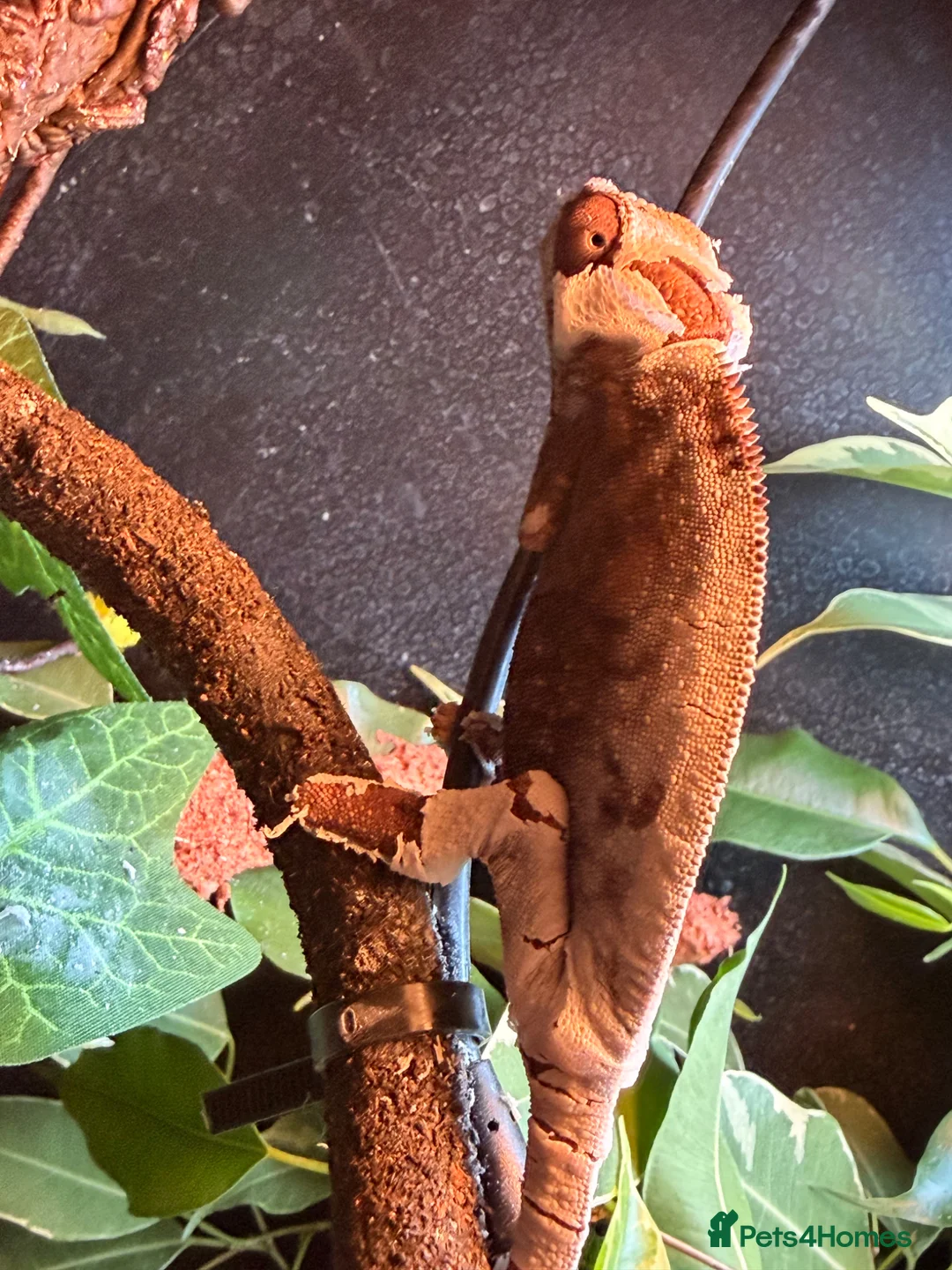 Chameleon reptiles for sale: Panther Chameleon  - Advert 2