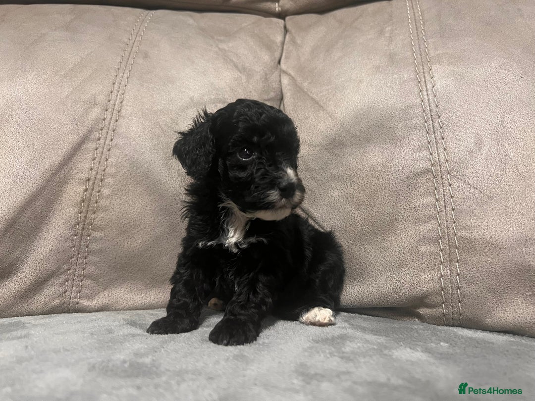Cockapoo dogs for sale: 🐶F1 Cockerpoo Pups – Merle, Chocolate, Apricot 🐶 - Image 4