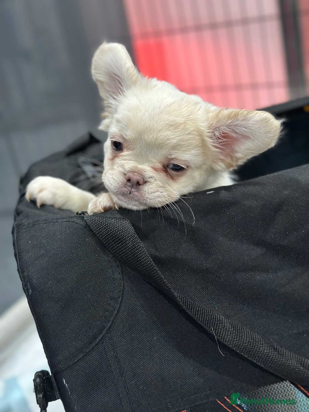 French Bulldog dogs for sale: LAST GIRL LEFT fluffy French bulldogs  - Advert 6