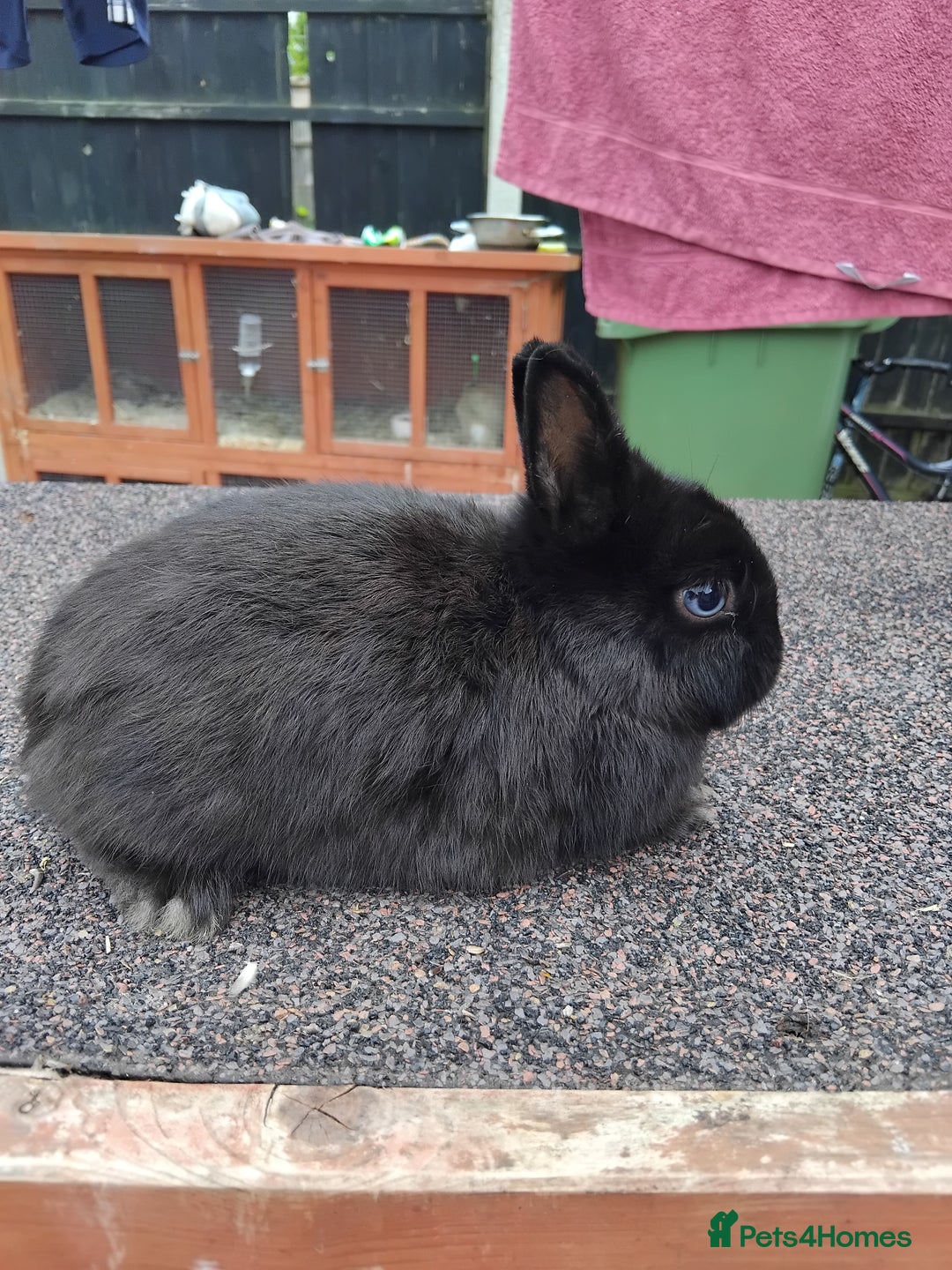 Netherland Dwarf rabbits for sale: Netherland dwarf rabbits  - Image 5