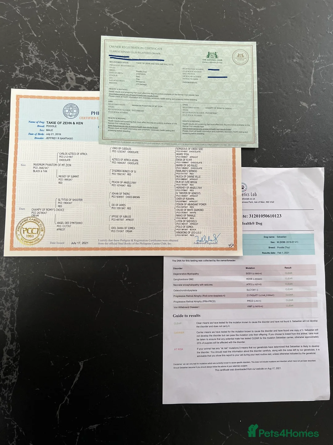 Toy Poodle dogs for stud:  **  Asian KC Toy Poodle for Stud DNA tested in Rickmansworth - Advert 10