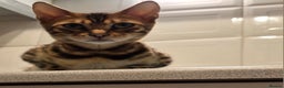 Bengal cats for sale: Bengal girl tica active registered read full add - Advert 2