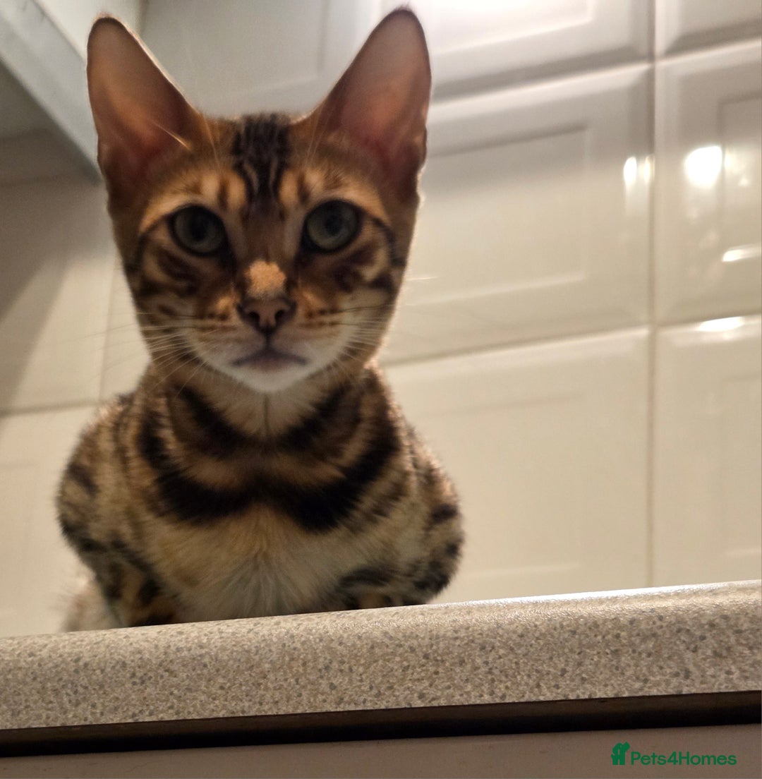 Bengal cats for sale: Bengal girl tica active registered read full add - Advert 2