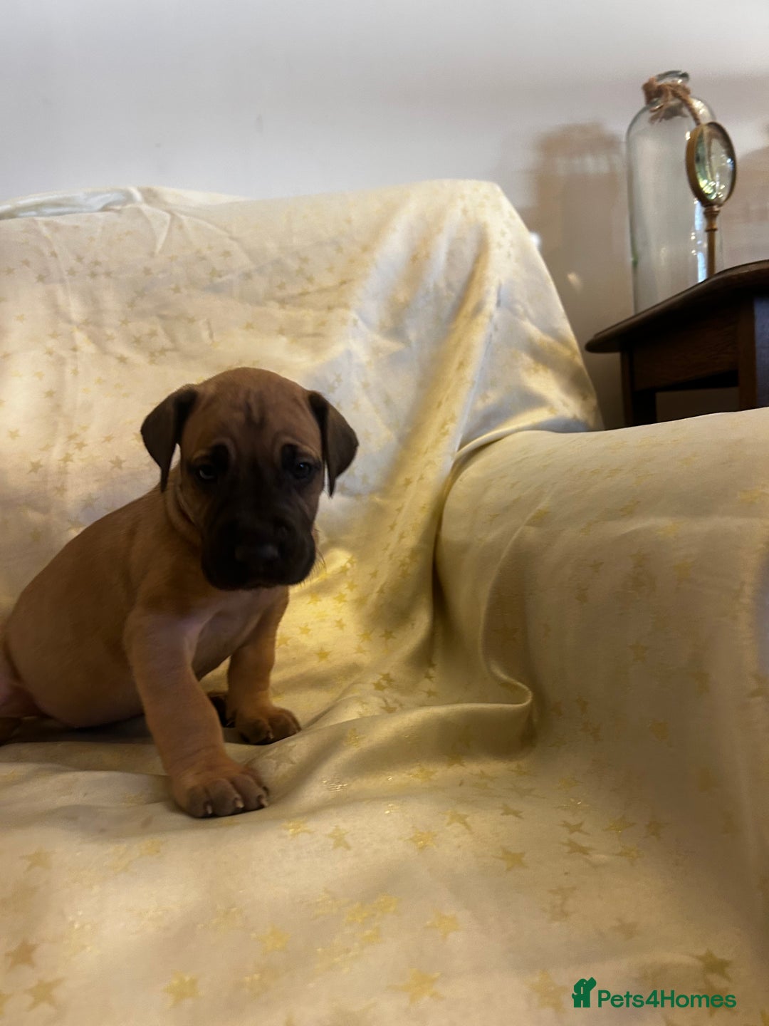 Great Dane dogs for sale: READY NOW… 3 BLACK GIRLS AVAILABLE  - Advert 22