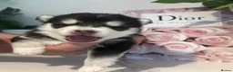 Pomsky dogs for sale: Pomsky Puppy F4 - Advert 6