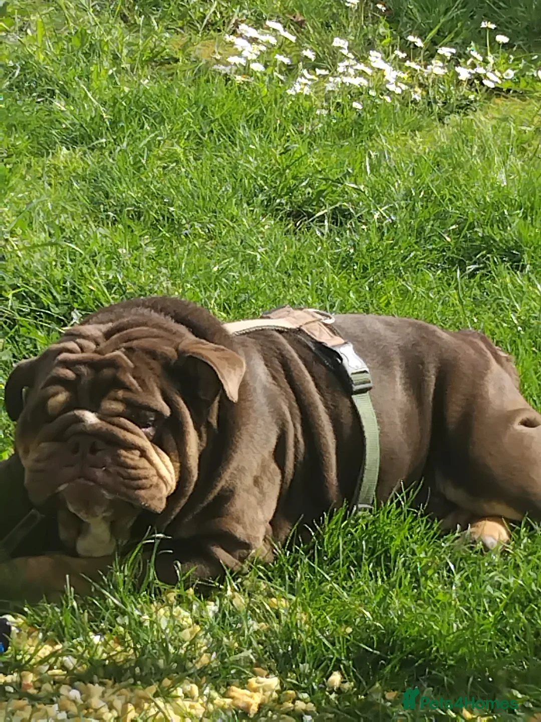 English Bulldog dogs for sale: Lilac & Tan English BullDog 17Month Old in Wakefield - Advert 6