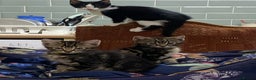 Mixed Breed cats for sale: Crazy Kitchen Kittens !  - Advert 2
