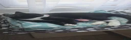 Domestic Shorthair cats for sale: Two domestic shorthair kittens, 5 months old. - Advert 6